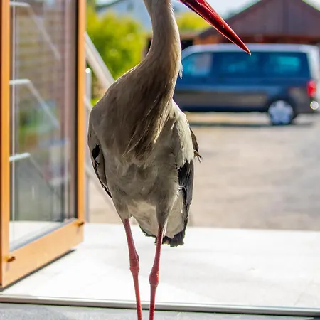 Деревянный коттедж Ostoja Maltanska Ярославец